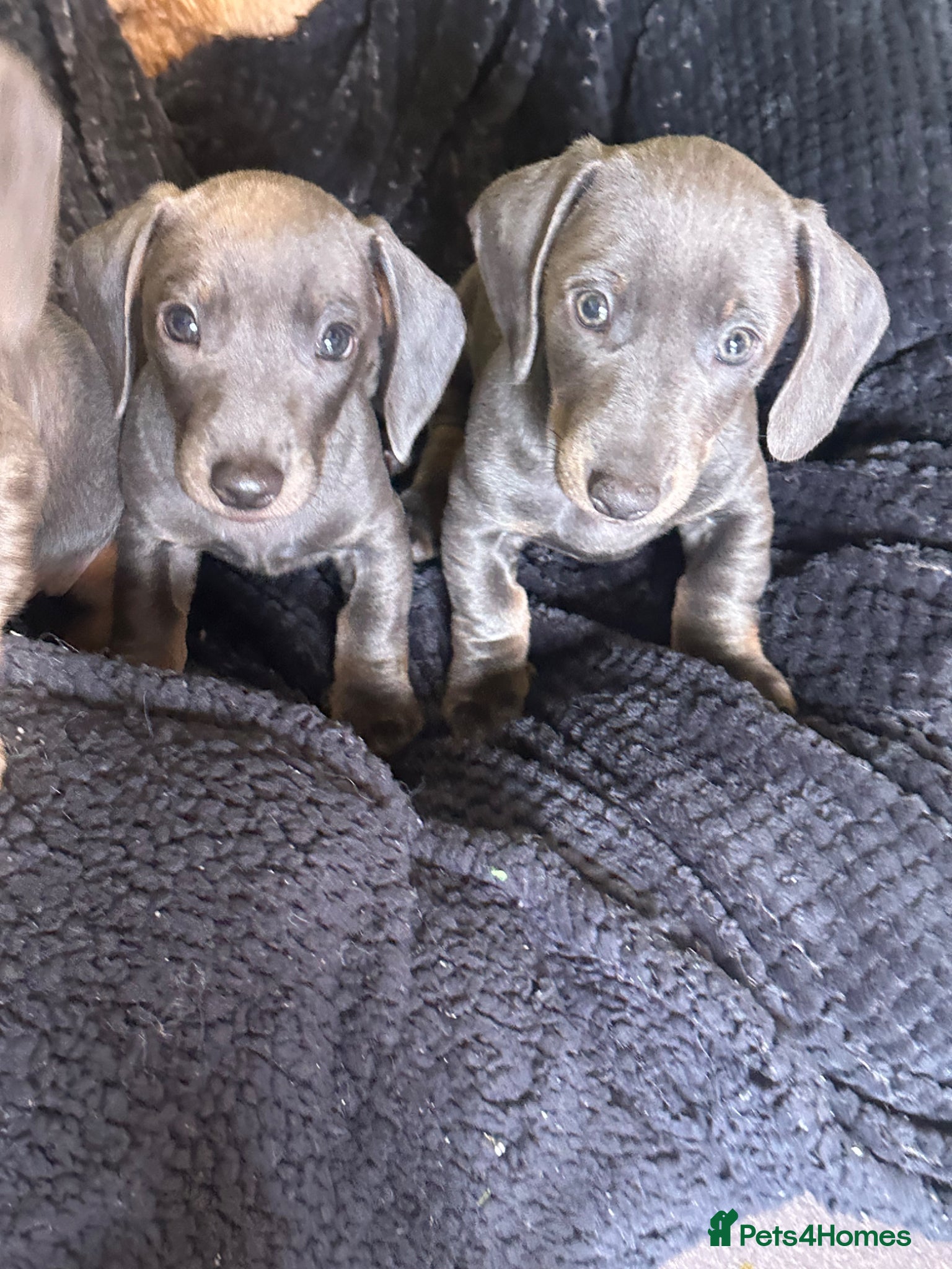 Miniature Dachshund dogs Miniature Dachshund  - Advert 19