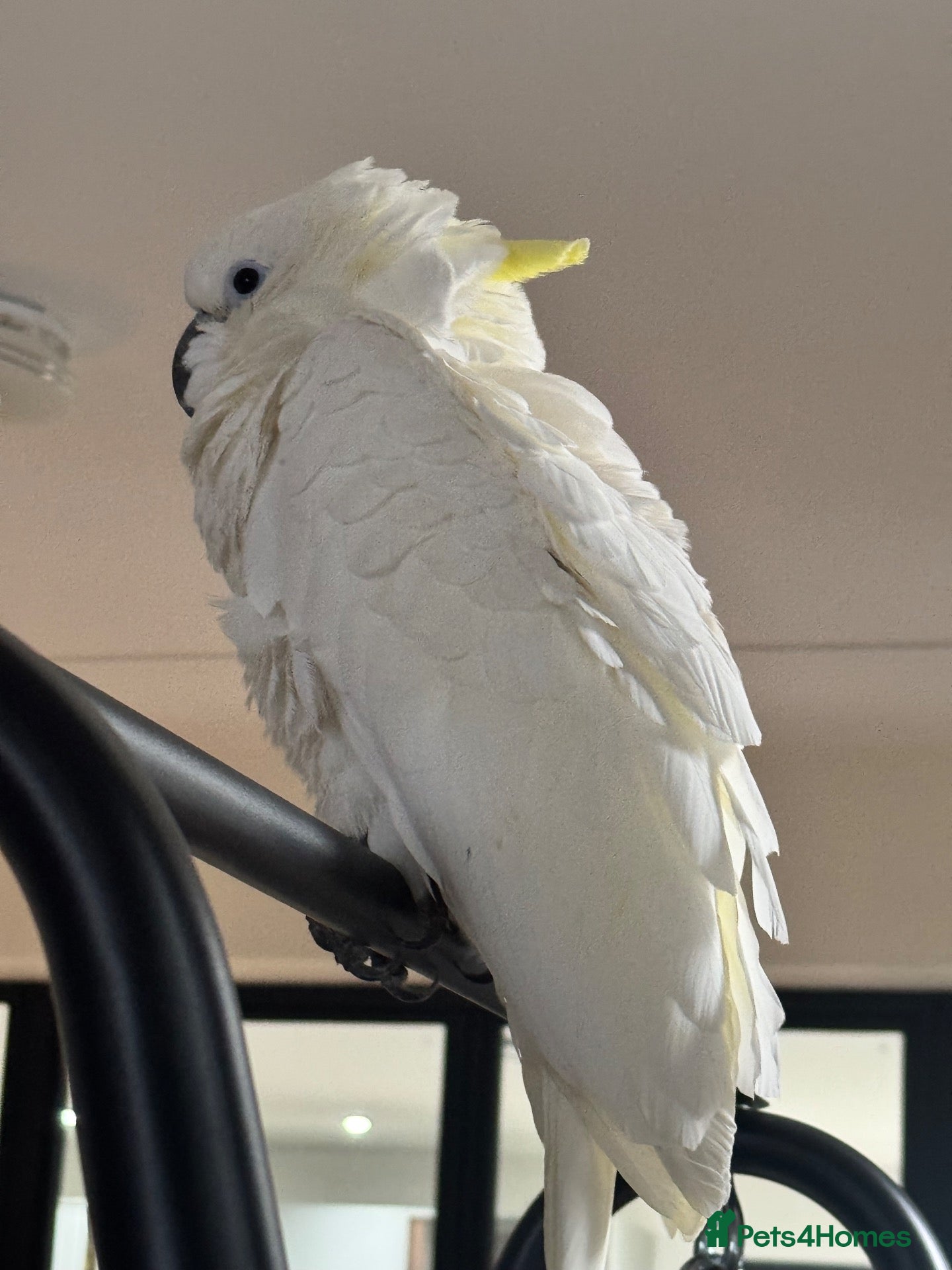 Cockatoo birds for sale: Medium Sulphur Cockatoo  - Advert 3