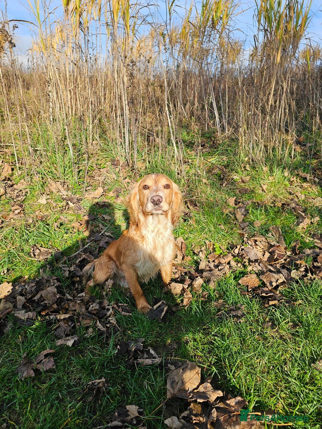 Cocker Spaniel dogs for stud:  Kc registered Cocker spaniel stud - Advert 2