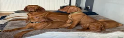 Hungarian Vizsla dogs for sale: 🇭🇺 Hungarian Vizsla puppies 🇭🇺 - Advert 11