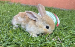 Continental Giant rabbits for sale: Baby Rabbits  - Image 7