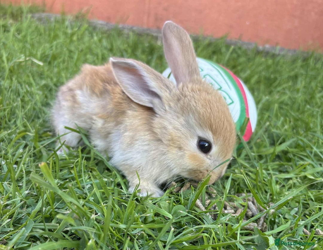 Continental Giant rabbits for sale: Baby Rabbits  - Image 7