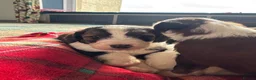 Bernedoodle dogs for sale: Outstanding Bernedoodle F1bs - Advert 15