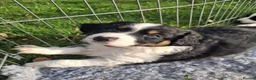 Mixed Breed dogs for sale: Lovely Sprollie Puppies  - Advert 1