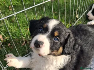Mixed Breed dogs Lovely Sprollie Puppies - Advert 2