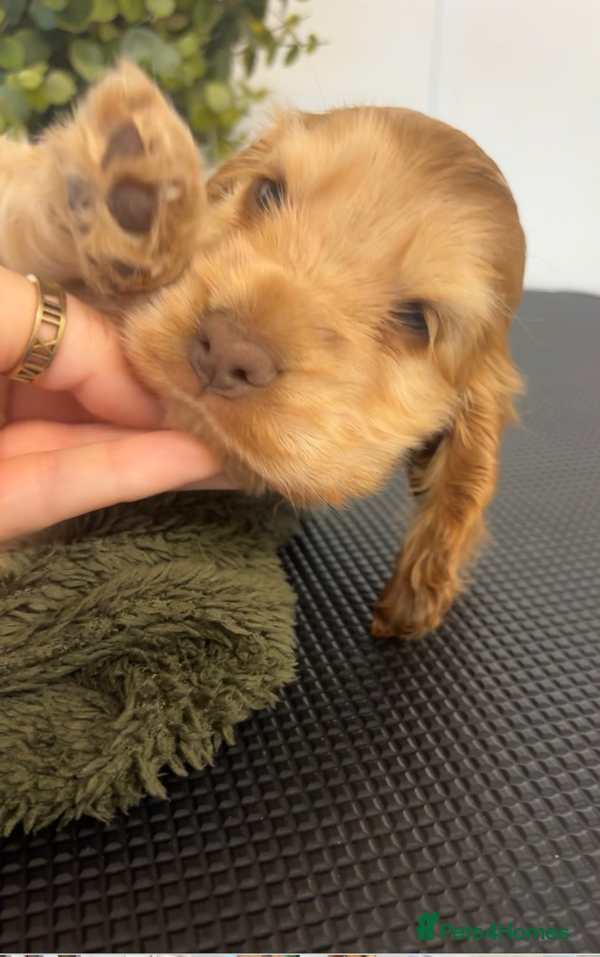 Cocker Spaniel dogs KC Registered Sable Show cocker spaniels  - Advert 2