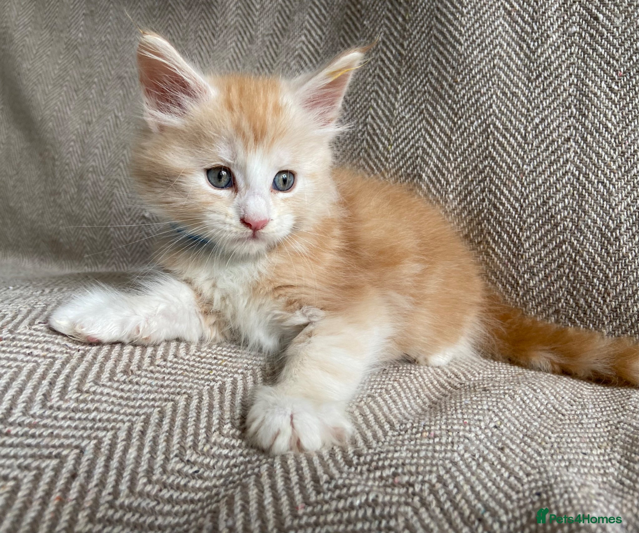Maine Coon cats GCCF Maine Coon kittens  - Advert 6