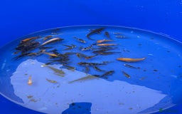 Koi Carp fish for sale: Small koi and sturgeon for sale  - Image 2
