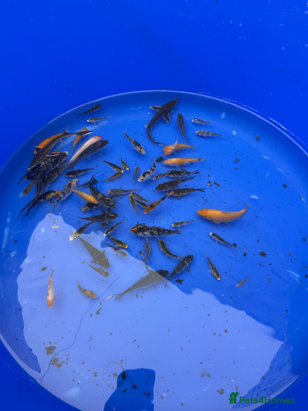 Koi Carp fish for sale: Small koi and sturgeon for sale  - Image 2