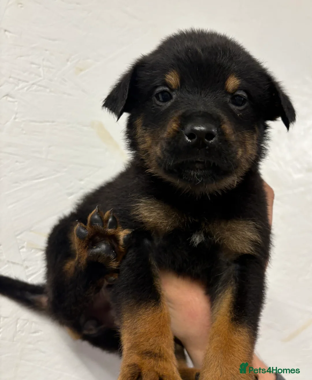 Mixed Breed dogs for sale: Rottweiler x malinois - Advert 23