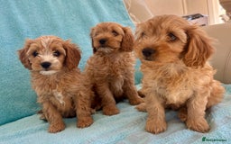 Cavapoo dogs for sale: Beautiful cavapoo puppies  - Image 4