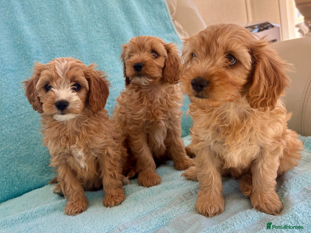 Cavapoo dogs for sale: Beautiful cavapoo puppies  - Image 4