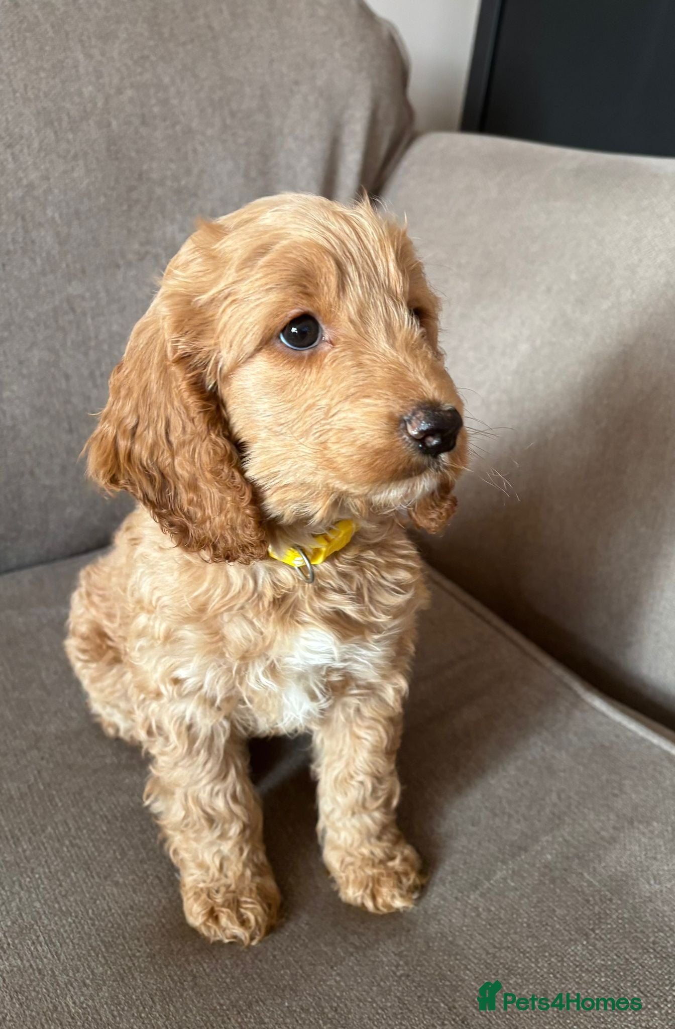 Cockapoo dogs Beautiful f1 red cockerpoos ONLY 1 GIRL LEFT  - Advert 10