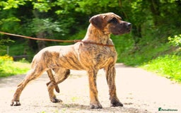 Great Dane dogs for sale: Stunning Brindle/Fawn Great Dane Waiting List Open - Image 9