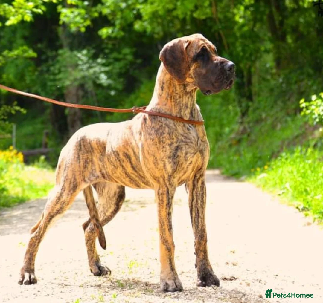 Great Dane dogs for sale: READY,FULLY VACC'D Stunning Brindle Great Dane Pup - Advert 15