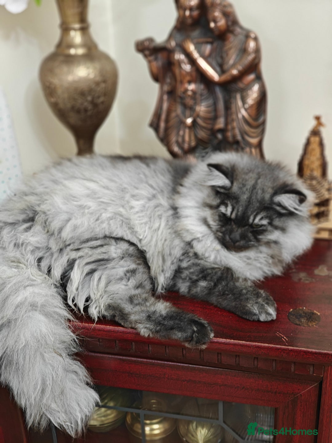 Persian cats for sale: Angel  - Advert 5