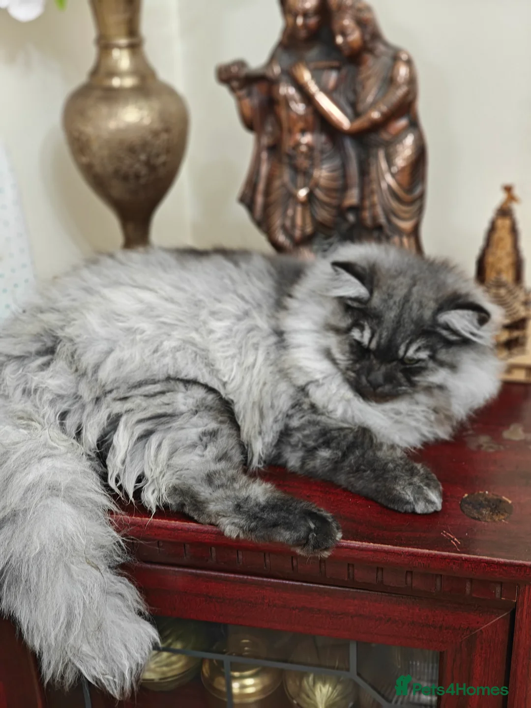 Persian cats for sale: Angel  - Advert 5