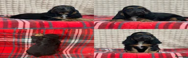 Cocker Spaniel 2