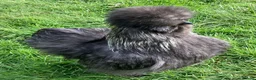 Chickens poultry for sale: Bearded Silkie Hatching Eggs - Advert 4