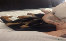 Rottweiler dogs for sale: Ronnie  - Image 2