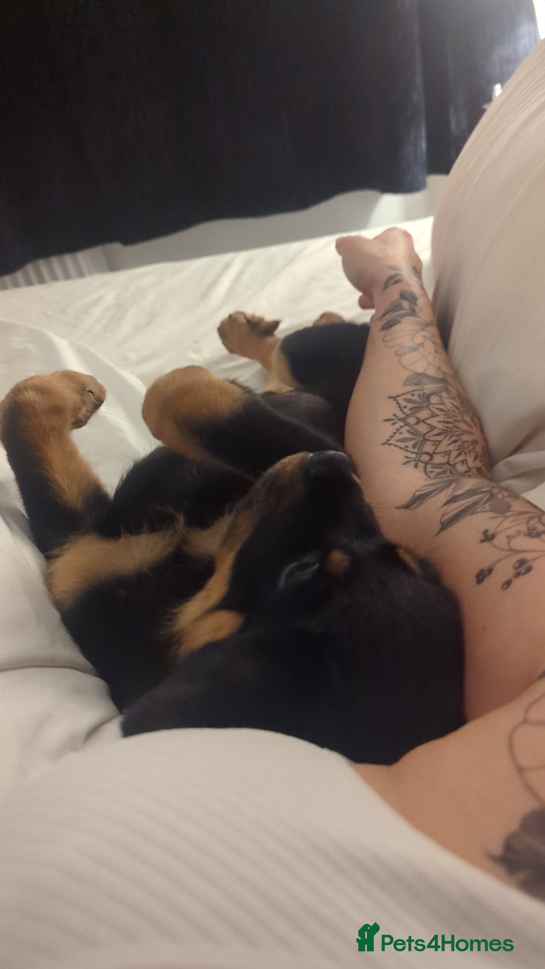 Rottweiler dogs for sale: Ronnie  - Image 2