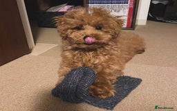 Toy Poodle dogs for sale: Red toy poodle puppies  - Image 2