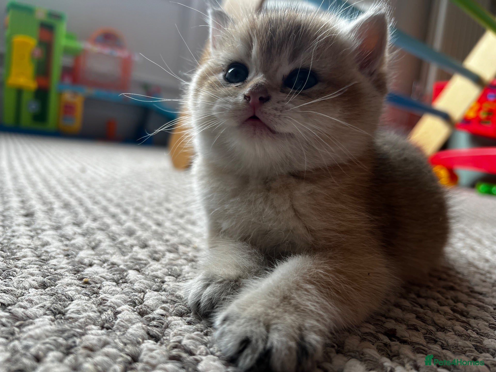 British Shorthair cats Beautiful BSH BLH NY12 kittens - Advert 2