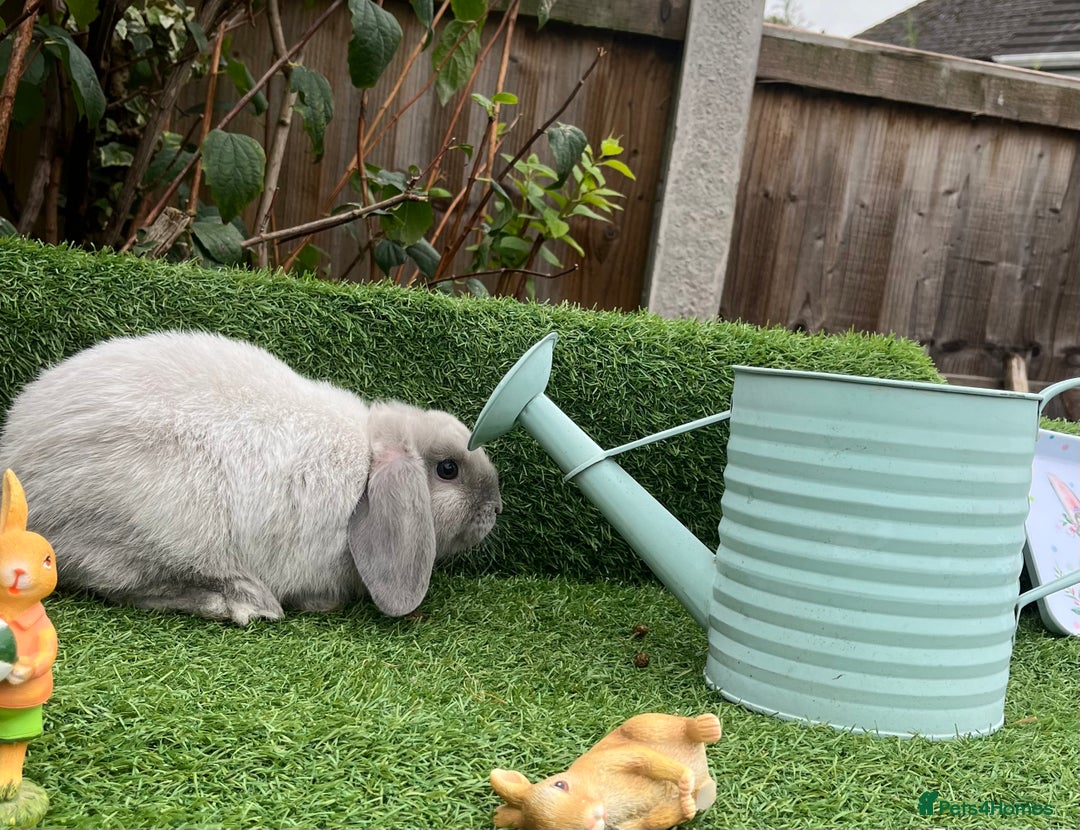Mini Lop rabbits for sale: Autumn babies - Image 19