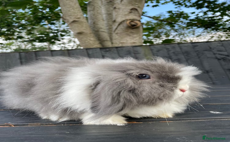 Mini Lion Lop rabbits - Advert 2