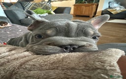 French Bulldog dogs for stud: Visual Big 🧶 Fluffy Stud in Abertillery - Image 20