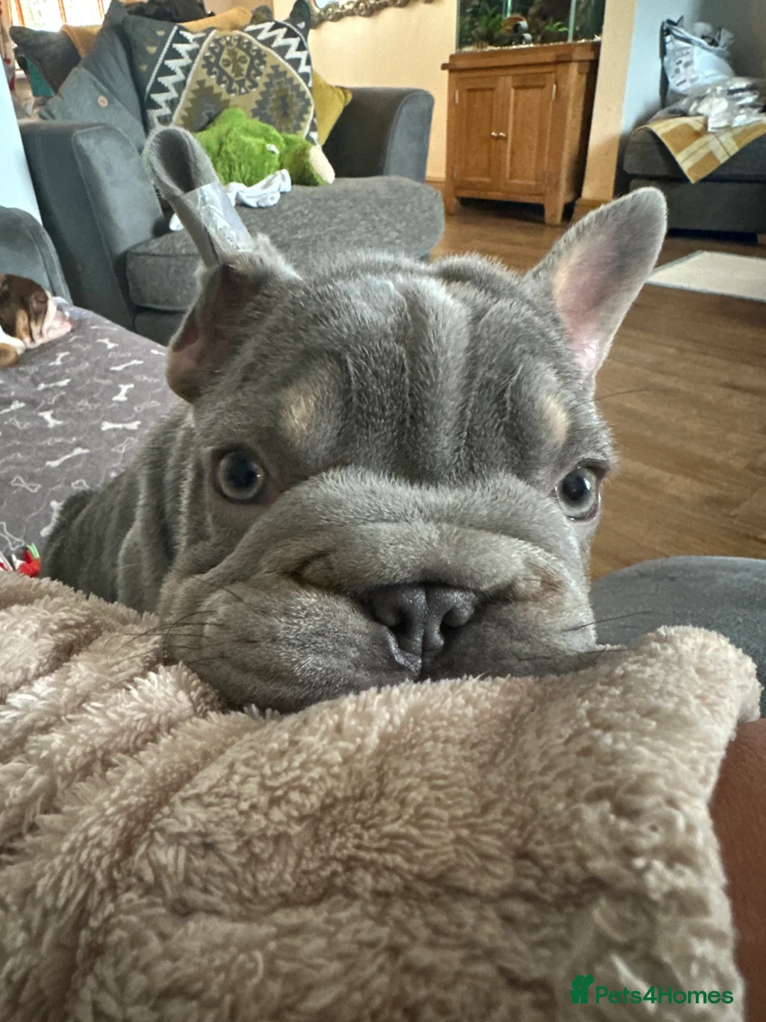 French Bulldog dogs for stud: Visual Big 🧶 Fluffy Stud in Abertillery - Advert 20