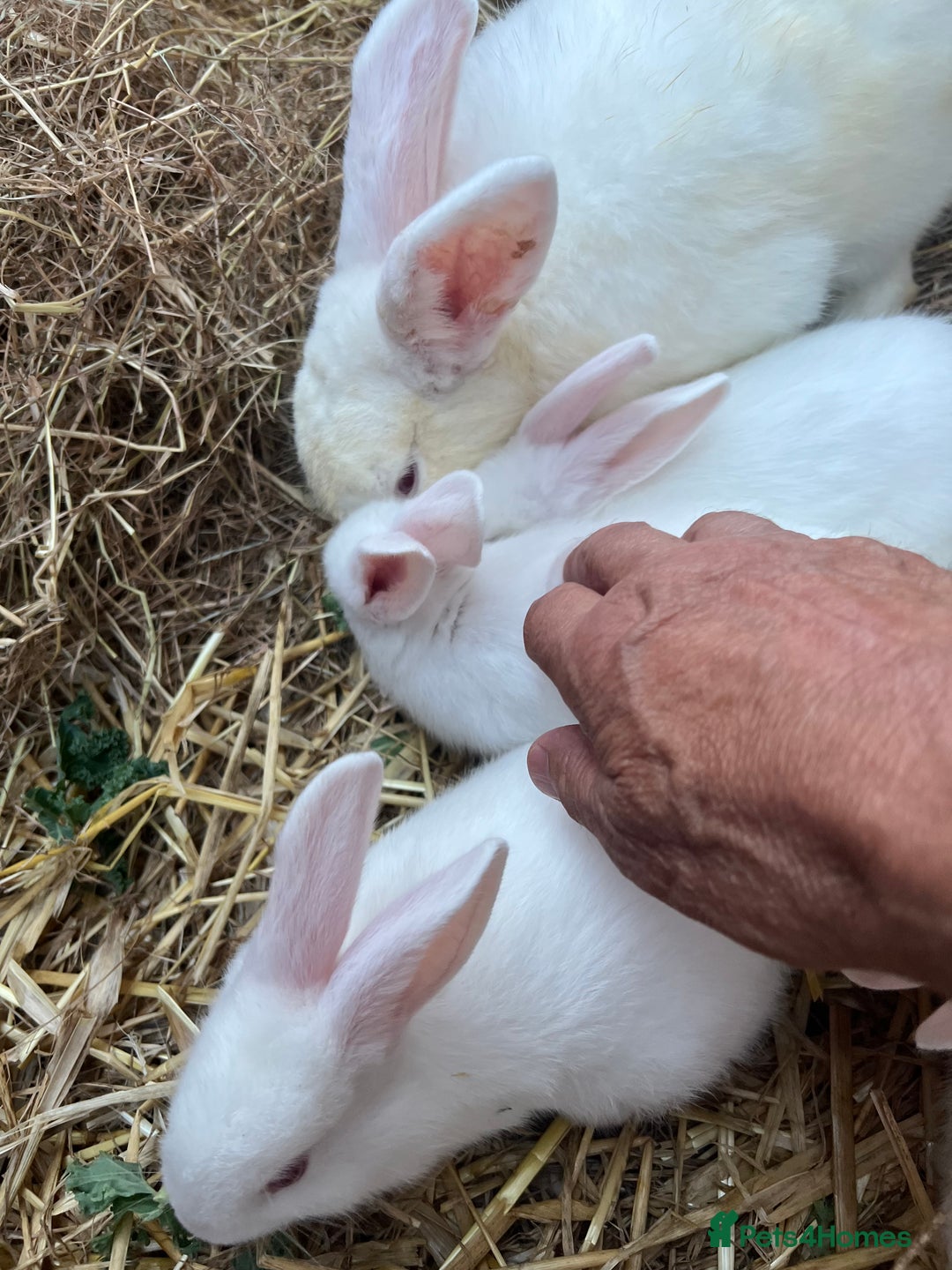 New Zealand rabbits for sale: New zealand white Baby rabbits 5weeksold  for sale - Image 4