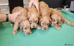 Cockapoo dogs for sale: Cockapoo - Image 6