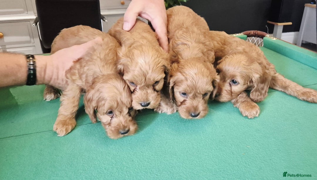 Cockapoo dogs for sale: Cockapoo - Image 6