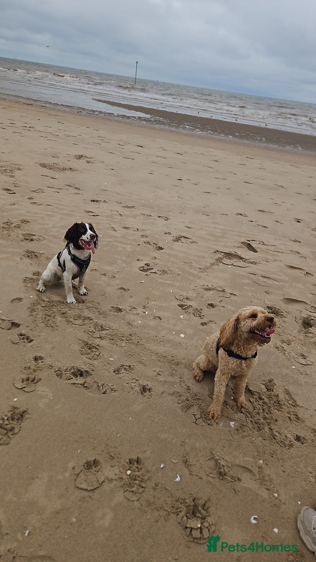 Cockapoo dogs for sale: Teddy / Ted / Tedwyn 🧸   - Image 7