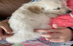 Golden Retriever dogs for sale: Golden retriever puppies for sale - Image 9