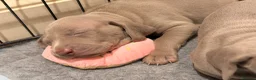 Weimaraner dogs for sale: Wonderful KC Reg Weimaraner Puppies x 6  - Advert 8