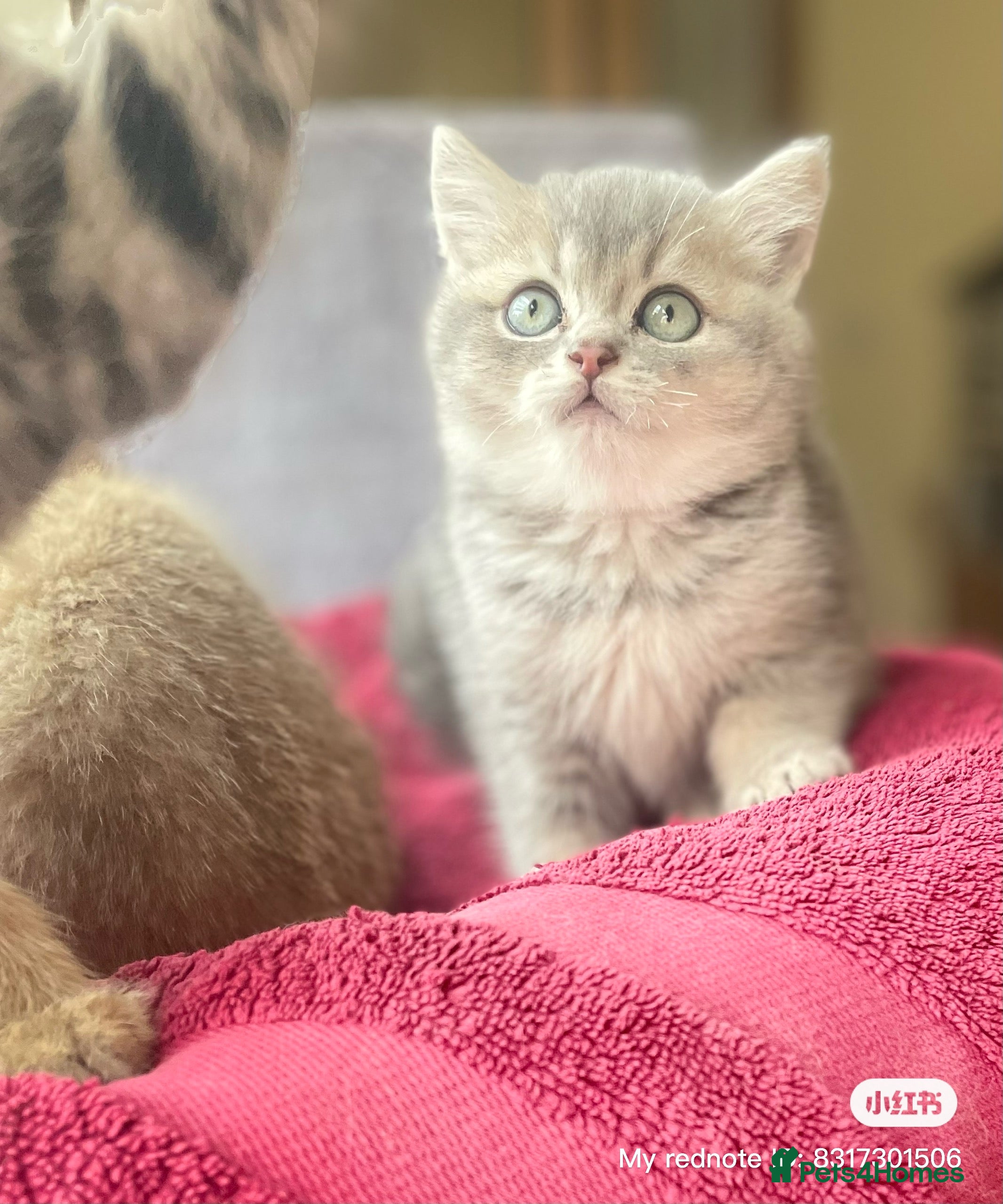 British Shorthair cats Beautiful pure breed lilac golden kittens - Advert 12