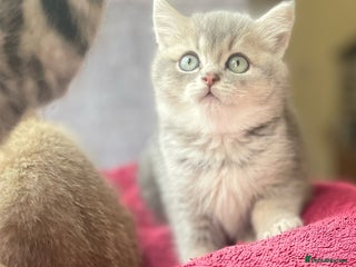 British Shorthair cats Beautiful pure breed lilac golden kittens - Advert 14