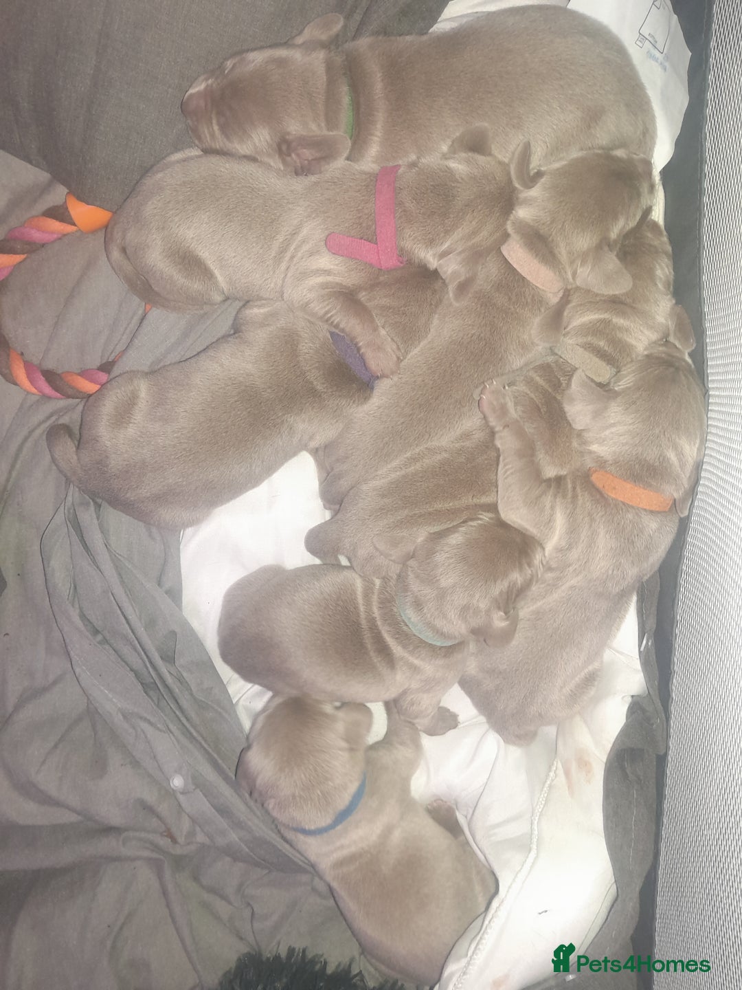 Weimaraner dogs for sale: Weimaraner gunalt champion bloodline KCregistered  - Advert 4