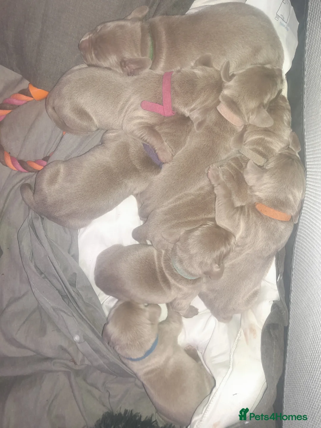 Weimaraner dogs for sale: Weimaraner gunalt champion bloodline KCregistered  - Advert 4