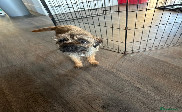 Border Terrier dogs Beautiful Border Terrier Female Pup  - Advert 7