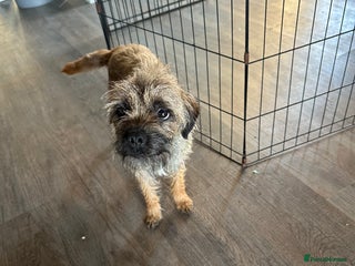 Border Terrier dogs Beautiful Border Terrier Female Pup - Advert 1