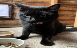 Mixed Breed cats for sale: Black Tom Cat  - Image 9