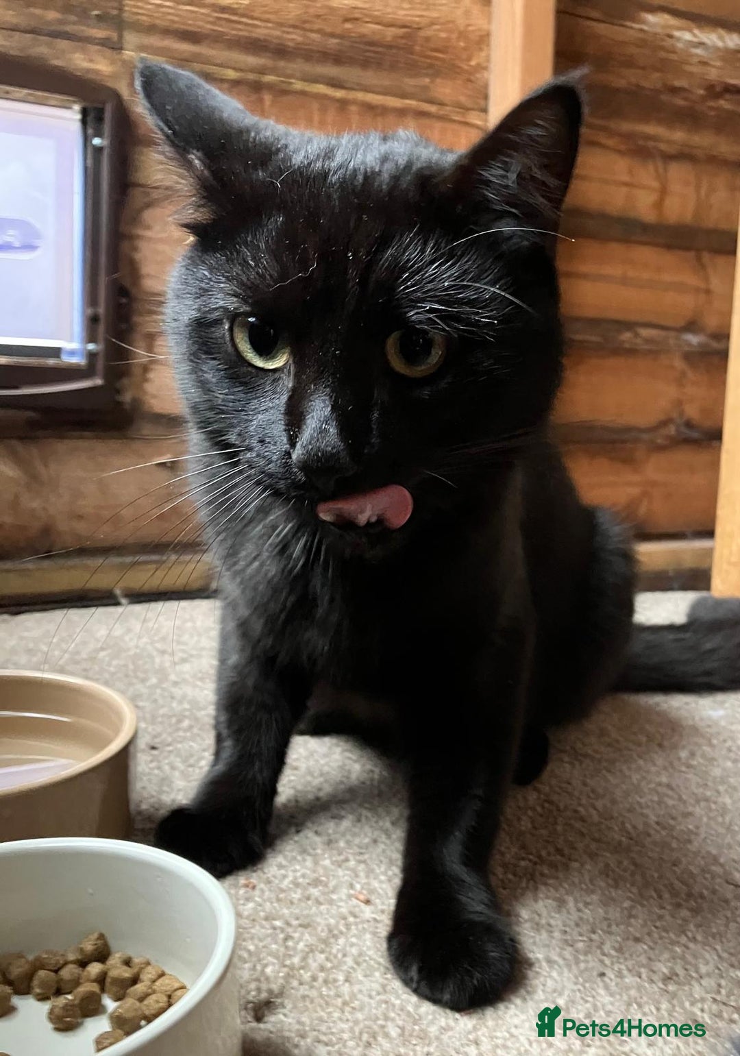 Mixed Breed cats for sale: Black Tom Cat  - Image 9