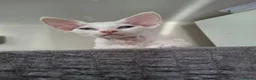 Devon Rex cats for sale:  FIFE registered Devon Rex – Spayed! Ready Now - Advert 5