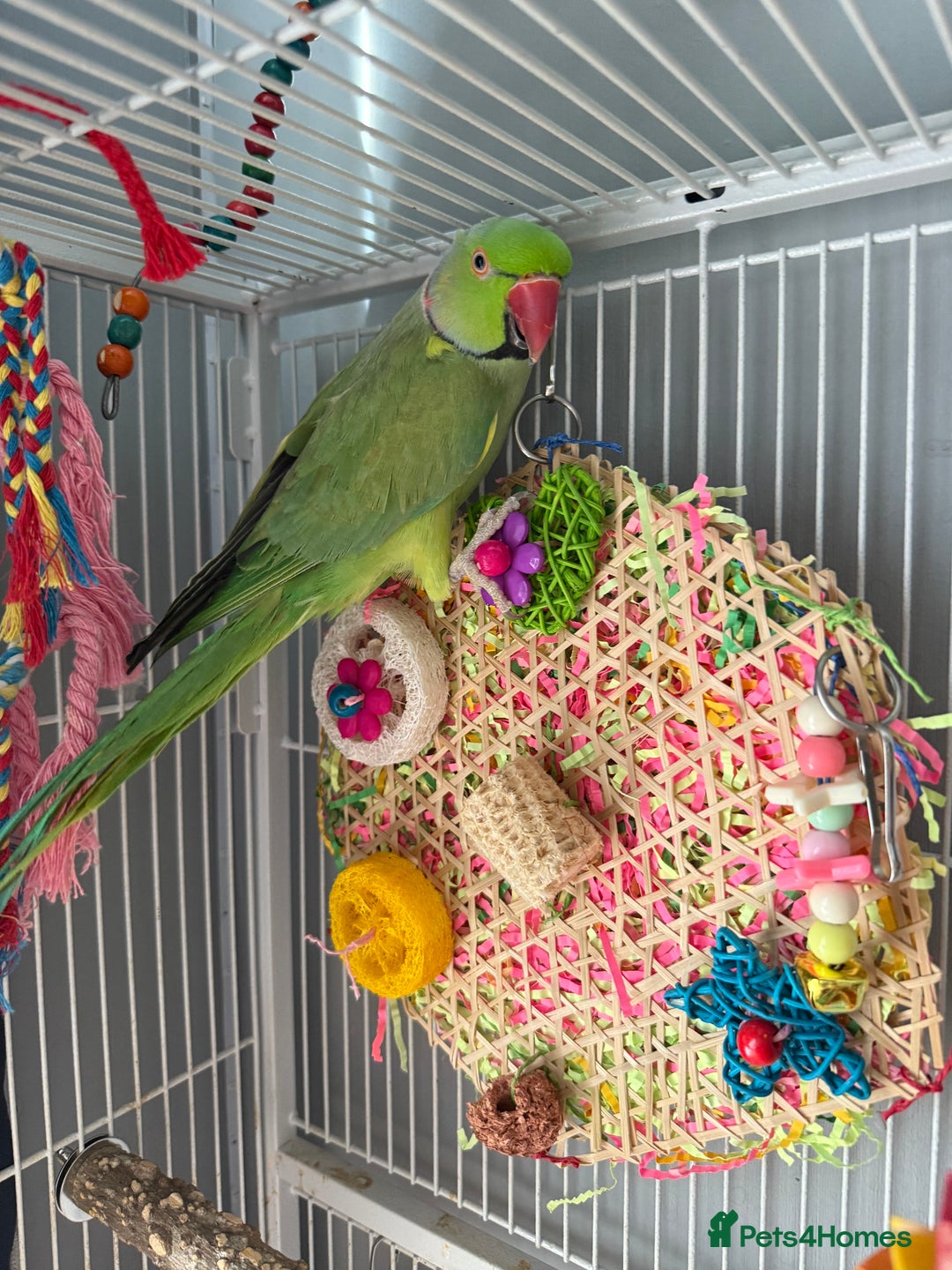 Ringnecks birds for sale: Bird pair and cage  - Image 7