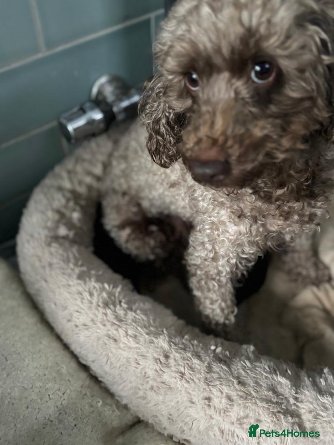 Toy Poodle dogs for sale: ADORABLE ‘ALBERT’ *TOY POODLE*BOY*PUP ready now - Advert 6