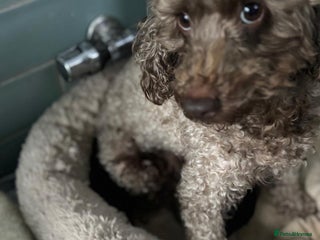 Toy Poodle dogs Stud Dog wanted for next litter Spring/Summer - Advert 5