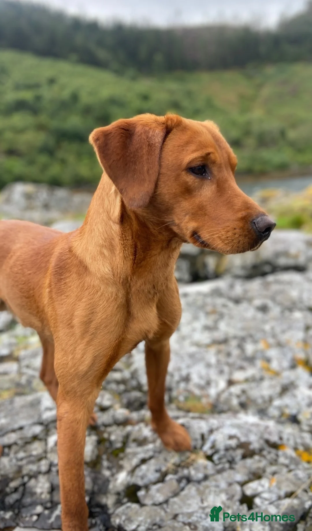 Labrador Retriever dogs for stud: Fox red working stud in Morpeth - Advert 4